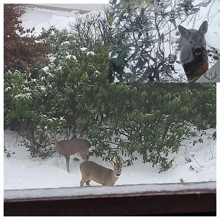 Haus Rehblick 2, Wg 4 Apartment *