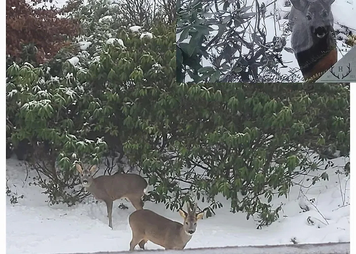 Haus Rehblick 2, Wg 4 公寓 *